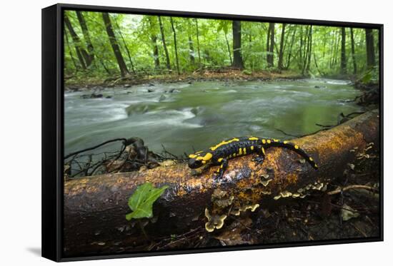 European Salamander (Salamandra Salamandra) on Tree Trunk Beside River, Male Morske Oko, Slovakia-Wothe-Framed Stretched Canvas