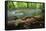 European Salamander (Salamandra Salamandra) on Tree Trunk Beside River, Male Morske Oko, Slovakia-Wothe-Framed Stretched Canvas