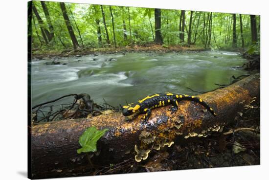 European Salamander (Salamandra Salamandra) on Tree Trunk Beside River, Male Morske Oko, Slovakia-Wothe-Stretched Canvas