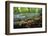 European Salamander (Salamandra Salamandra) on Tree Trunk Beside River, Male Morske Oko, Slovakia-Wothe-Framed Photographic Print