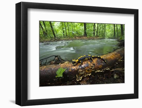 European Salamander (Salamandra Salamandra) on Tree Trunk Beside River, Male Morske Oko, Slovakia-Wothe-Framed Photographic Print