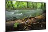 European Salamander (Salamandra Salamandra) on Tree Trunk Beside River, Male Morske Oko, Slovakia-Wothe-Mounted Photographic Print