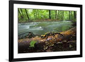 European Salamander (Salamandra Salamandra) on Tree Trunk Beside River, Male Morske Oko, Slovakia-Wothe-Framed Photographic Print