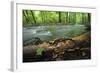 European Salamander (Salamandra Salamandra) on Tree Trunk Beside River, Male Morske Oko, Slovakia-Wothe-Framed Photographic Print