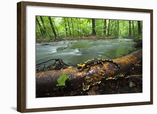 European Salamander (Salamandra Salamandra) on Tree Trunk Beside River, Male Morske Oko, Slovakia-Wothe-Framed Photographic Print