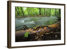 European Salamander (Salamandra Salamandra) on Tree Trunk Beside River, Male Morske Oko, Slovakia-Wothe-Framed Photographic Print