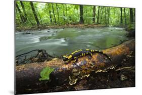 European Salamander (Salamandra Salamandra) on Tree Trunk Beside River, Male Morske Oko, Slovakia-Wothe-Mounted Photographic Print