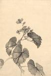 Branch of Begonia in Bloom, (ink on paper)-European School-Framed Giclee Print