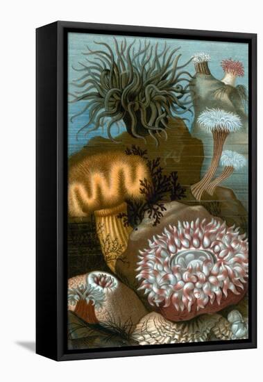 European Sea Anemones-Science Source-Framed Stretched Canvas