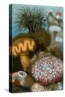 European Sea Anemones-Science Source-Stretched Canvas