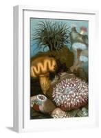 European Sea Anemones-Science Source-Framed Giclee Print