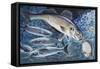 European Seabass (Dicentrarchus Labrax), Moronidae, Drawing-null-Framed Stretched Canvas