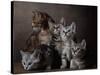 European Shorthair Kittens-Yann Arthus-Bertrand-Stretched Canvas