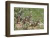 European Souslik Family {Spermophilus Citellus} East Slovakia, 2008. Wwe Mission: Slovakia-Wothe-Framed Photographic Print