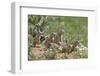 European Souslik Family {Spermophilus Citellus} East Slovakia, 2008. Wwe Mission: Slovakia-Wothe-Framed Photographic Print