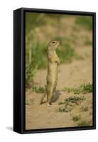 European Souslik - Ground Squirrel (Spermophilus Citellus) Standing Up, Bulgaria, May 2008-Nill-Framed Stretched Canvas