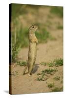 European Souslik - Ground Squirrel (Spermophilus Citellus) Standing Up, Bulgaria, May 2008-Nill-Stretched Canvas
