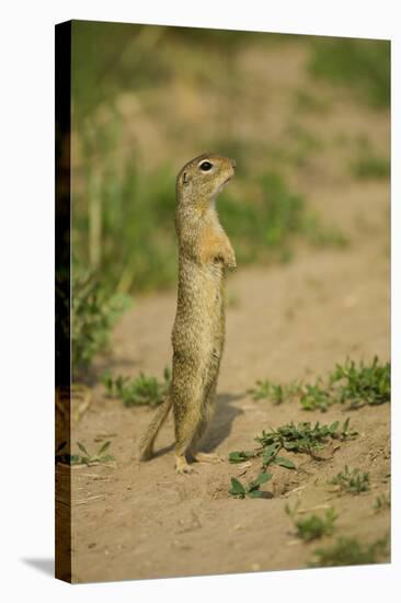 European Souslik - Ground Squirrel (Spermophilus Citellus) Standing Up, Bulgaria, May 2008-Nill-Stretched Canvas