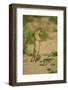 European Souslik - Ground Squirrel (Spermophilus Citellus) Standing Up, Bulgaria, May 2008-Nill-Framed Photographic Print