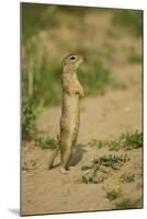 European Souslik - Ground Squirrel (Spermophilus Citellus) Standing Up, Bulgaria, May 2008-Nill-Mounted Photographic Print