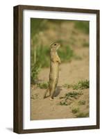 European Souslik - Ground Squirrel (Spermophilus Citellus) Standing Up, Bulgaria, May 2008-Nill-Framed Photographic Print