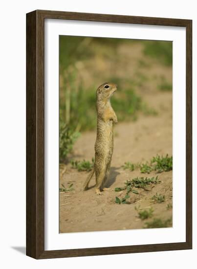 European Souslik - Ground Squirrel (Spermophilus Citellus) Standing Up, Bulgaria, May 2008-Nill-Framed Photographic Print