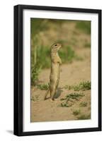 European Souslik - Ground Squirrel (Spermophilus Citellus) Standing Up, Bulgaria, May 2008-Nill-Framed Photographic Print