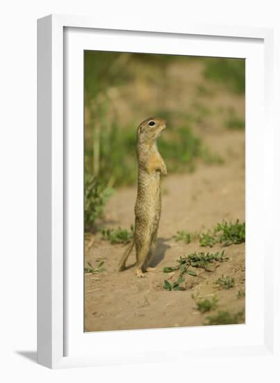 European Souslik - Ground Squirrel (Spermophilus Citellus) Standing Up, Bulgaria, May 2008-Nill-Framed Photographic Print