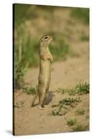 European Souslik - Ground Squirrel (Spermophilus Citellus) Standing Up, Bulgaria, May 2008-Nill-Stretched Canvas