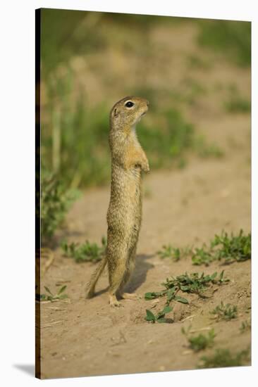 European Souslik - Ground Squirrel (Spermophilus Citellus) Standing Up, Bulgaria, May 2008-Nill-Stretched Canvas