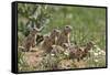 European Souslik (Spermophilus Citellus) Family, East Slovakia, Europe, June 2008-Wothe-Framed Stretched Canvas