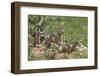 European Souslik (Spermophilus Citellus) Family, East Slovakia, Europe, June 2008-Wothe-Framed Photographic Print