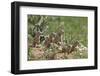 European Souslik (Spermophilus Citellus) Family, East Slovakia, Europe, June 2008-Wothe-Framed Photographic Print