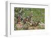 European Souslik (Spermophilus Citellus) Family, East Slovakia, Europe, June 2008-Wothe-Framed Photographic Print