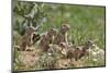 European Souslik (Spermophilus Citellus) Family, East Slovakia, Europe, June 2008-Wothe-Mounted Photographic Print