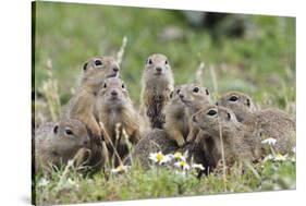 European Souslik (Spermophilus Citellus) Family, Slovakia, Europe, June 2008. Wwe Indoor Exhibition-Wothe-Stretched Canvas