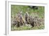 European Souslik (Spermophilus Citellus) Family, Slovakia, Europe, June 2008. Wwe Indoor Exhibition-Wothe-Framed Photographic Print