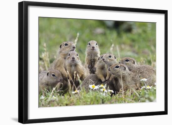 European Souslik (Spermophilus Citellus) Family, Slovakia, Europe, June 2008. Wwe Indoor Exhibition-Wothe-Framed Photographic Print