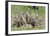 European Souslik (Spermophilus Citellus) Family, Slovakia, Europe, June 2008. Wwe Indoor Exhibition-Wothe-Framed Photographic Print