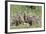 European Souslik (Spermophilus Citellus) Family, Slovakia, Europe, June 2008. Wwe Indoor Exhibition-Wothe-Framed Photographic Print