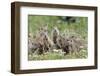 European Souslik (Spermophilus Citellus) Family, Slovakia, Europe, June 2008. Wwe Indoor Exhibition-Wothe-Framed Photographic Print