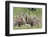 European Souslik (Spermophilus Citellus) Family, Slovakia, Europe, June 2008. Wwe Indoor Exhibition-Wothe-Framed Photographic Print