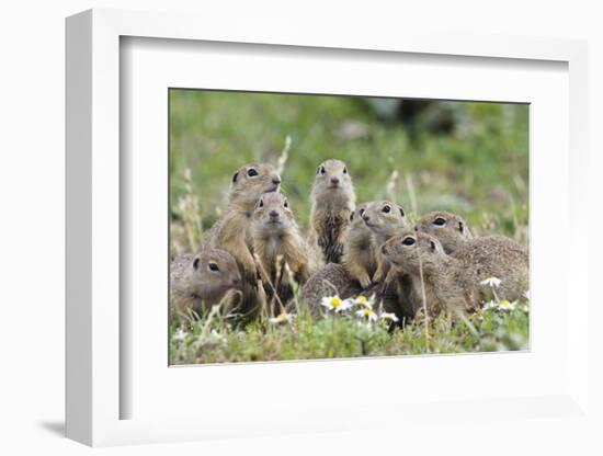 European Souslik (Spermophilus Citellus) Family, Slovakia, Europe, June 2008. Wwe Indoor Exhibition-Wothe-Framed Photographic Print