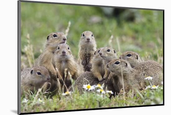 European Souslik (Spermophilus Citellus) Family, Slovakia, Europe, June 2008. Wwe Indoor Exhibition-Wothe-Mounted Photographic Print