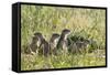 European Souslik (Spermophilus Citellus) Family, Slovakia, Europe, June 2008-Wothe-Framed Stretched Canvas