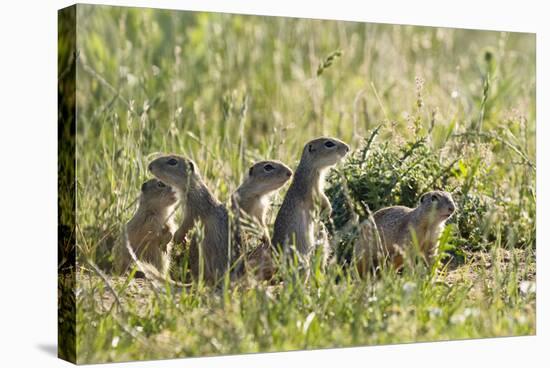 European Souslik (Spermophilus Citellus) Family, Slovakia, Europe, June 2008-Wothe-Stretched Canvas