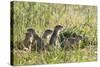 European Souslik (Spermophilus Citellus) Family, Slovakia, Europe, June 2008-Wothe-Stretched Canvas