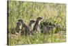 European Souslik (Spermophilus Citellus) Family, Slovakia, Europe, June 2008-Wothe-Stretched Canvas