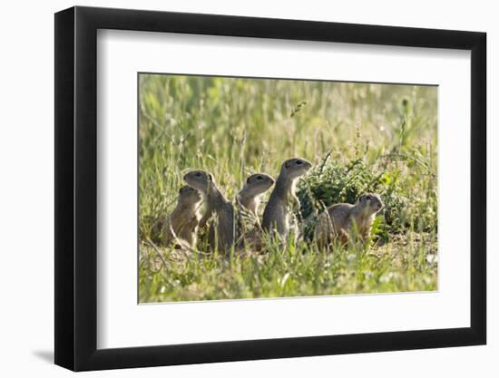 European Souslik (Spermophilus Citellus) Family, Slovakia, Europe, June 2008-Wothe-Framed Photographic Print