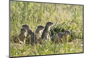 European Souslik (Spermophilus Citellus) Family, Slovakia, Europe, June 2008-Wothe-Mounted Photographic Print